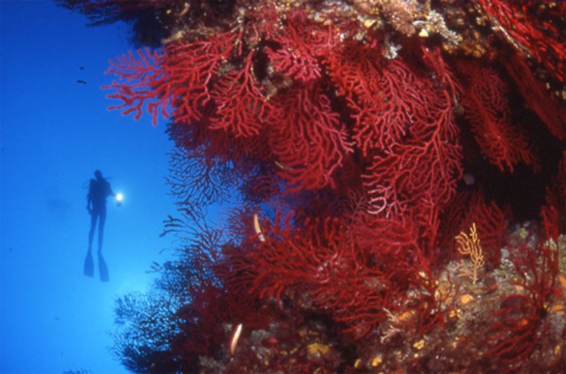 gorgonie